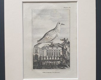 The White Turtle - Original 1812 Buffon print in mount (56)