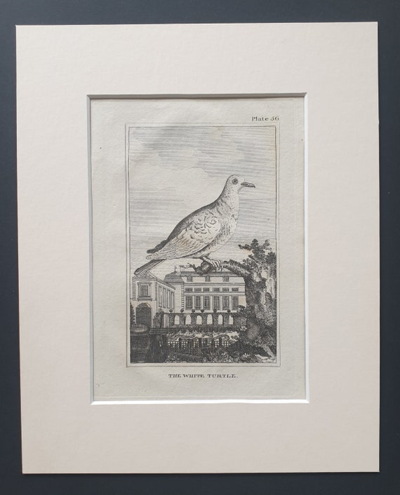 The White Turtle - Original 1812 Buffon print in mount (56)