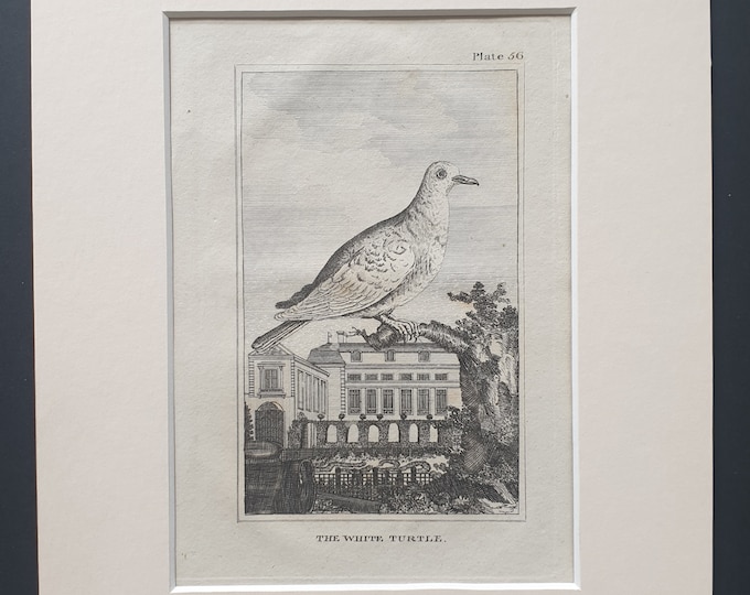 The White Turtle - Original 1812 Buffon print in mount (56)