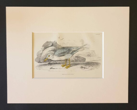 Original c1840 hand coloured bird print in mount - The Glaucous Gull