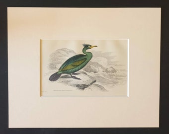 The Crested Green Cormorant - Original c1840 hand coloured bird print in mount