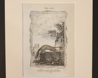 Yellow Breasted Weasel - Original 1791 Buffon print in mount