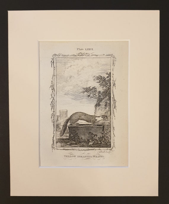 Yellow Breasted Weasel - Original 1791 Buffon print in mount