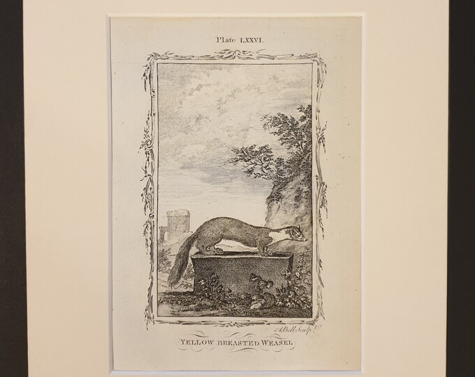 Yellow Breasted Weasel - Original 1791 Buffon print in mount