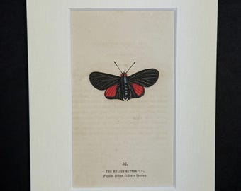 The Helius Butterfly - Original 1832 Hand Coloured Antique Print