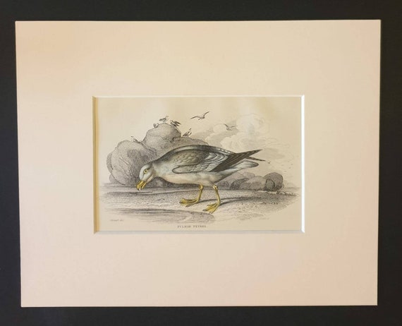 Original c1840 hand coloured bird print in mount - Fulmar Petrel