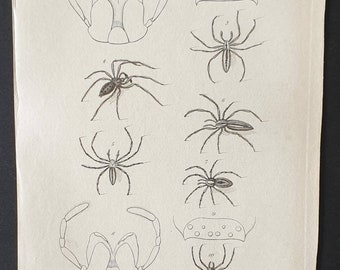 Original 1833  Baron Cuvier arachnid print