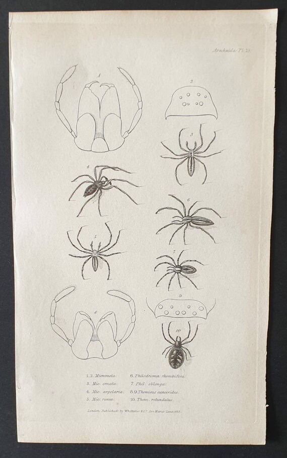 Original 1833  Baron Cuvier arachnid print