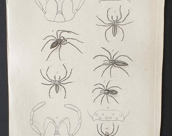 Original 1833  Baron Cuvier arachnid print