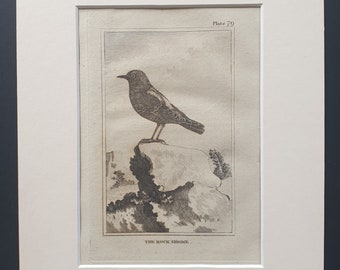 The Rock Shrike - Original 1812 Buffon print in mount (79)