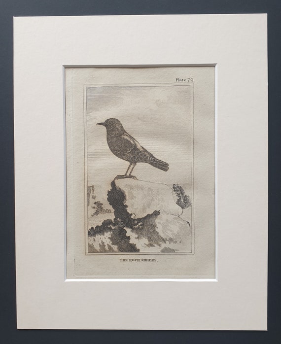The Rock Shrike - Original 1812 Buffon print in mount (79)