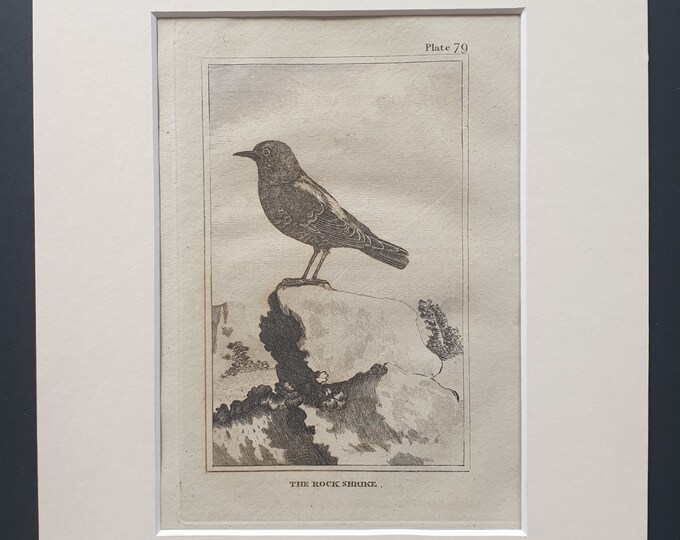 The Rock Shrike - Original 1812 Buffon print in mount (79)