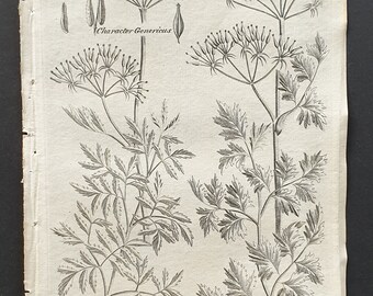 Common and Spotted Chervil - Original 1802 Culpeper engraving (29)