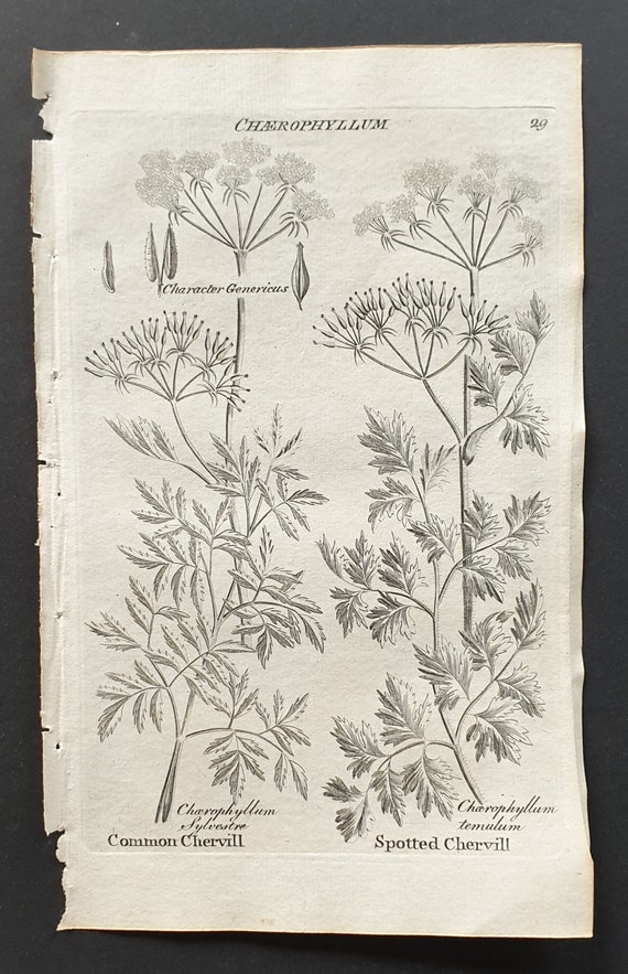 Common and Spotted Chervil - Original 1802 Culpeper engraving (29)