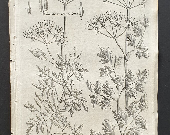 Common and Spotted Chervil - Original 1802 Culpeper engraving (29)