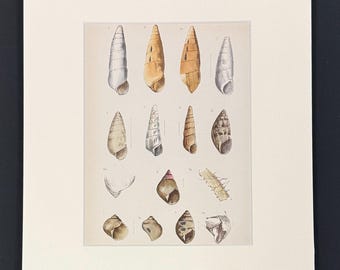 Shells - Original 1880s Sowerby's Book of Shells Print