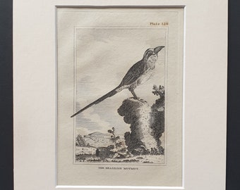 The Brasilian Motmot- Original 1812 Buffon print in mount (156)