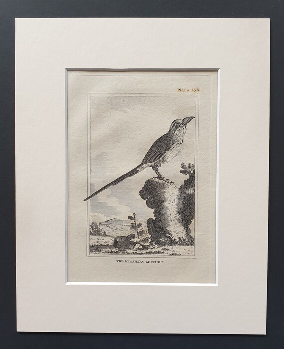 The Brasilian Motmot- Original 1812 Buffon print in mount (156)