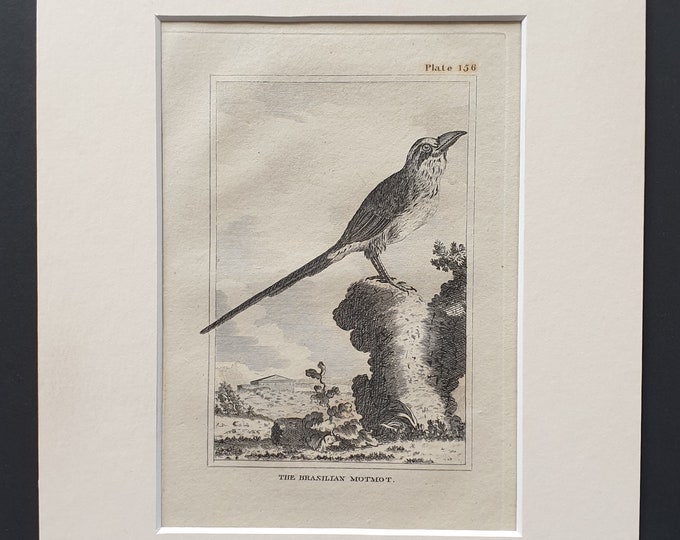 The Brasilian Motmot- Original 1812 Buffon print in mount (156)