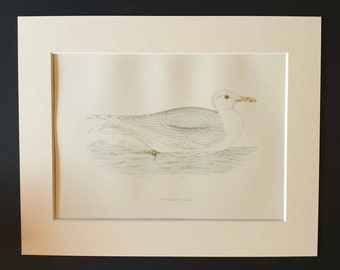 Iceland Gull - Original 1891 hand coloured bird print in mount