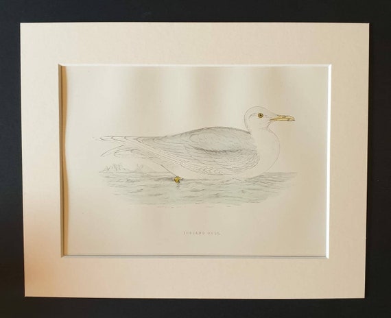 Original 1891 hand coloured bird print in mount - Iceland Gull