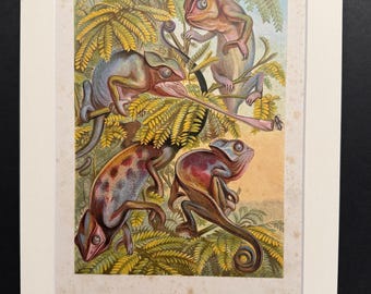 Chameleons - Original 1898 Antique Print