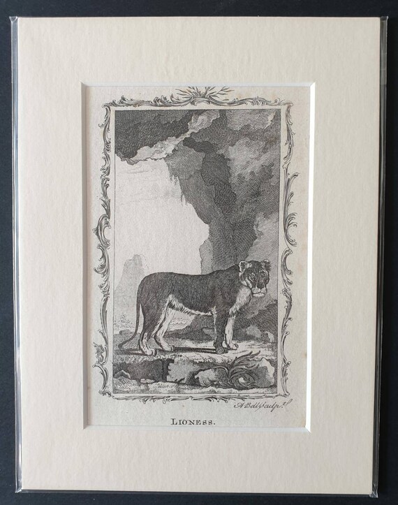 Original 1791 Buffon print - Lioness