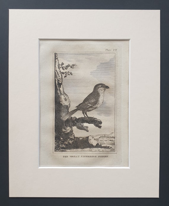 The Great Cinereous Shrike - Original 1812 Buffon print in mount (20)
