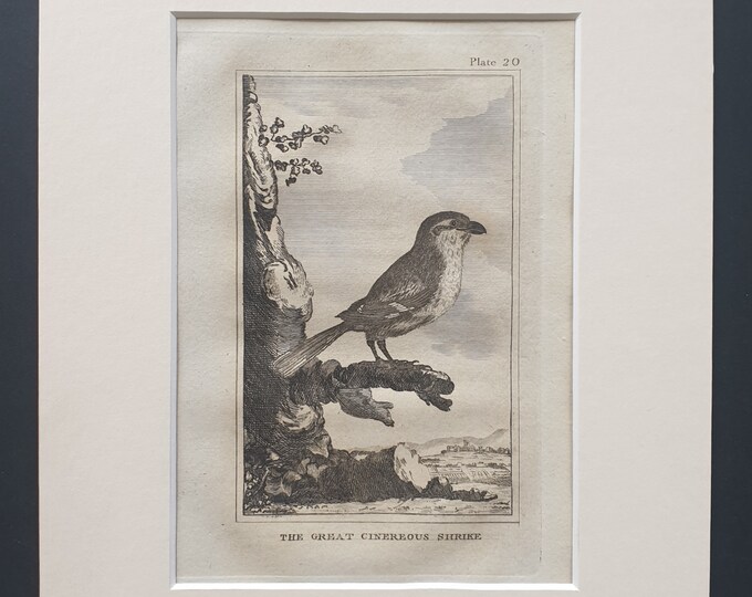 The Great Cinereous Shrike - Original 1812 Buffon print in mount (20)