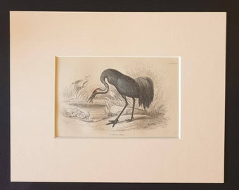 Common Crane - Original c1840 hand coloured bird print in mount