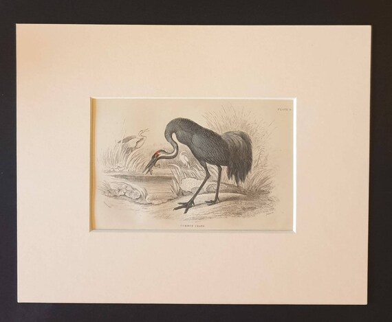 Original c1840 hand coloured bird print in mount - Common Crane
