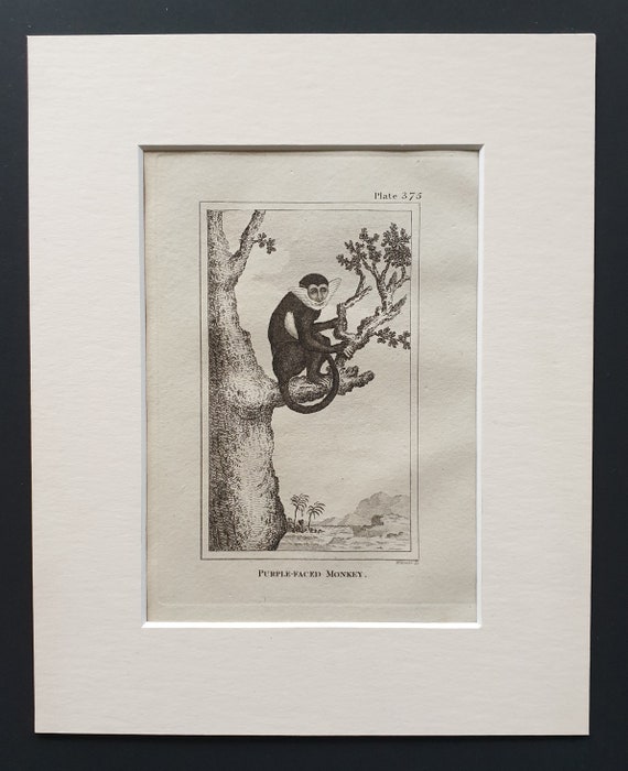 Purple Faced Monkey - Original 1812 Buffon print in mount