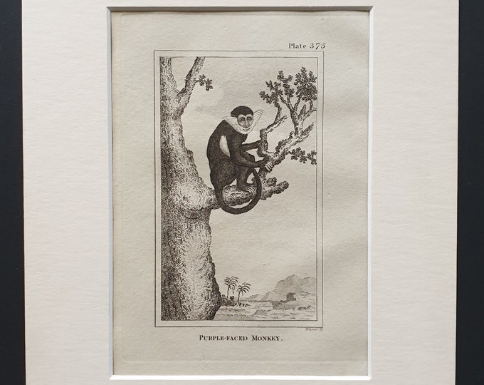 Purple Faced Monkey - Original 1812 Buffon print in mount