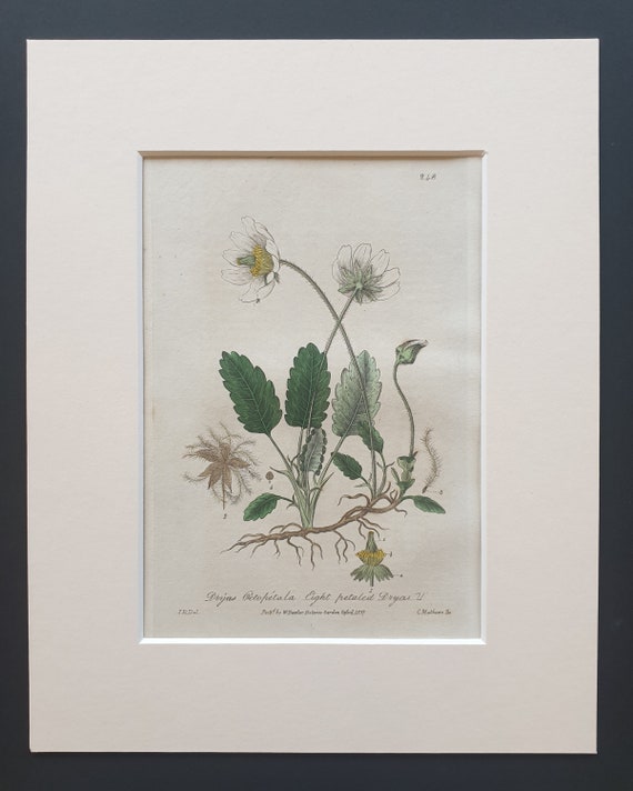 Eight Petalled Dryas - Original 1839 hand coloured flower print in mount