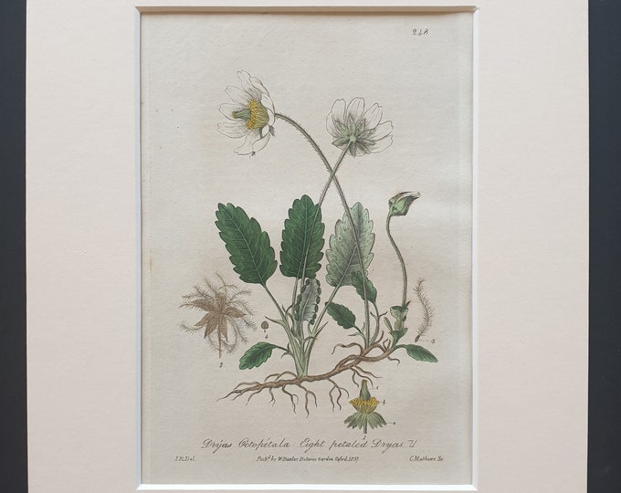 Eight Petalled Dryas - Original 1839 hand coloured flower print in mount