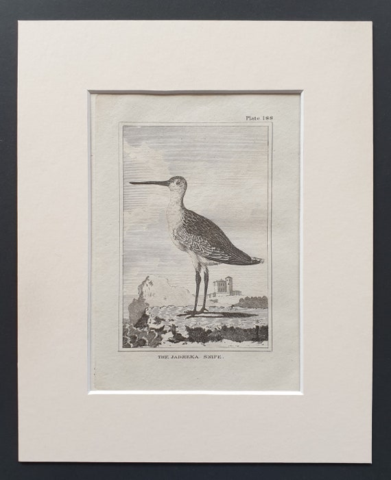 The Jadreka Snipe -  Original 1812 Buffon print in mount (188)