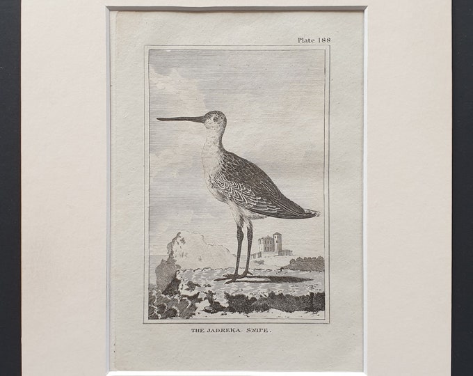 The Jadreka Snipe -  Original 1812 Buffon print in mount (188)