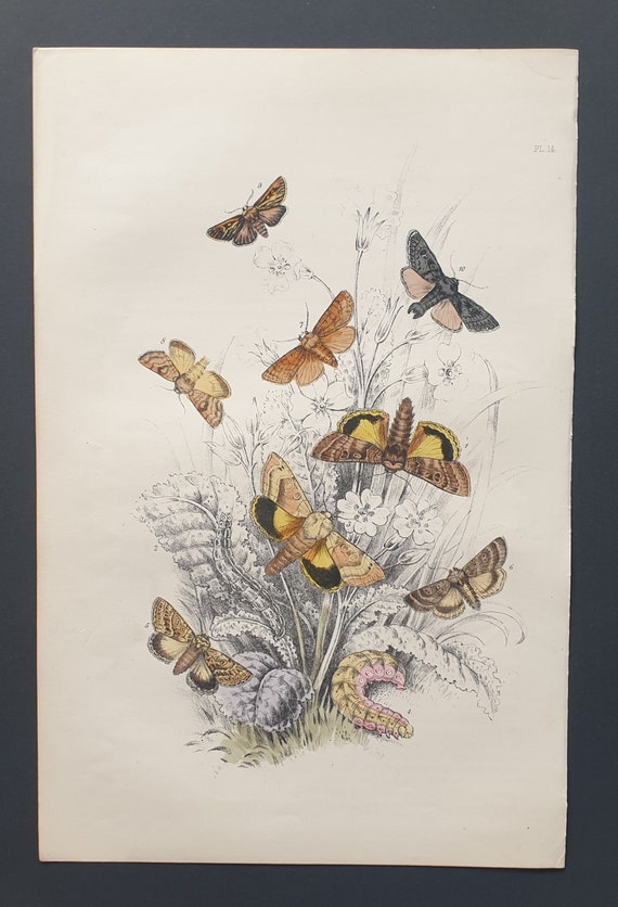 Underwing Moths and others - Original hand coloured 1860 print