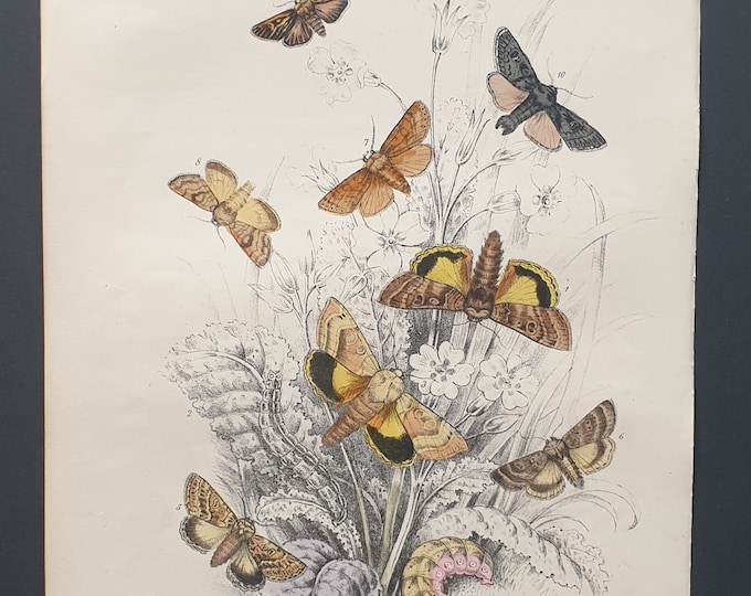 Underwing Moths and others - Original hand coloured 1860 print
