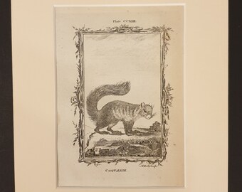 Coquallin - Original 1791 Buffon print in mount