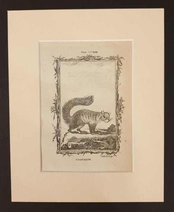 Coquallin - Original 1791 Buffon print in mount