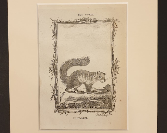 Coquallin - Original 1791 Buffon print in mount