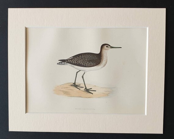 Original 1891 hand coloured bird print in mount - Wood Sandpiper