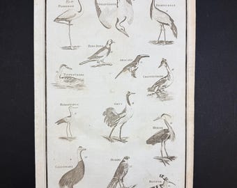 Birds - Tab. II - Original c1785 Antique Print