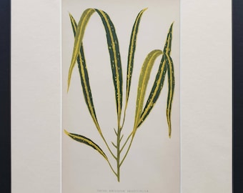 Croton Variegatum Ancustifolium - Original 1865 leaf print