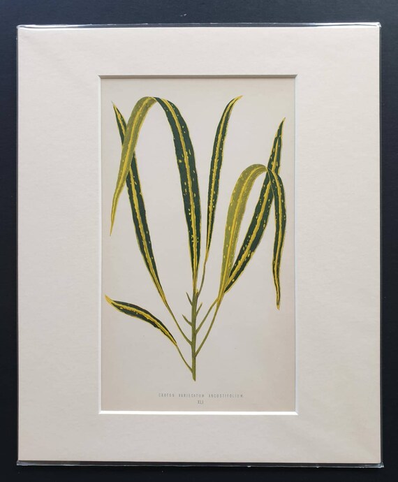 Original 1865 leaf print 'Croton Variegatum Ancustifolium'