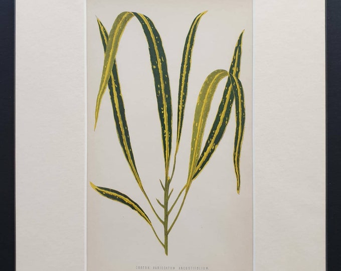 Original 1865 leaf print 'Croton Variegatum Ancustifolium'