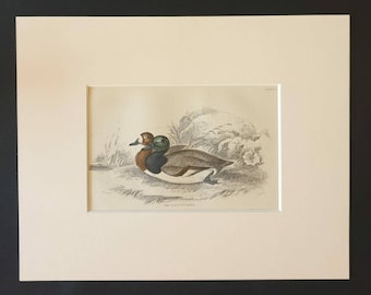 The Scaup Pochard - Original c1840 hand coloured bird print in mount