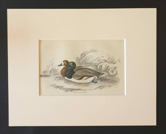 Original c1840 hand coloured bird print in mount - The Scaup Pochard