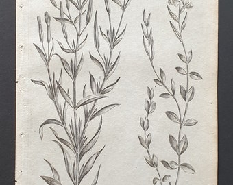 Square and Creeping Willowherb - Original 1802 Culpeper engraving (194)